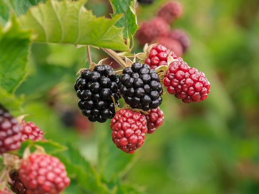 Guía Completa para Sembrar y Cultivar Moras en tu Huerto