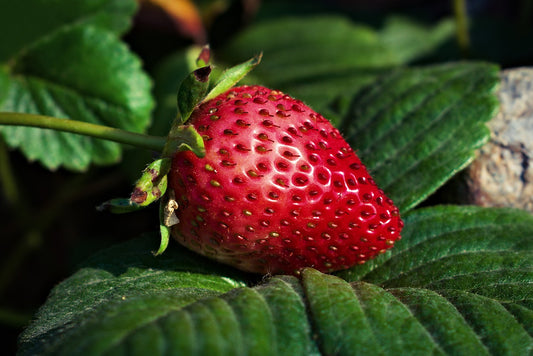 ¡Descubre el Maravilloso Mundo Nutricional de las Fresas!