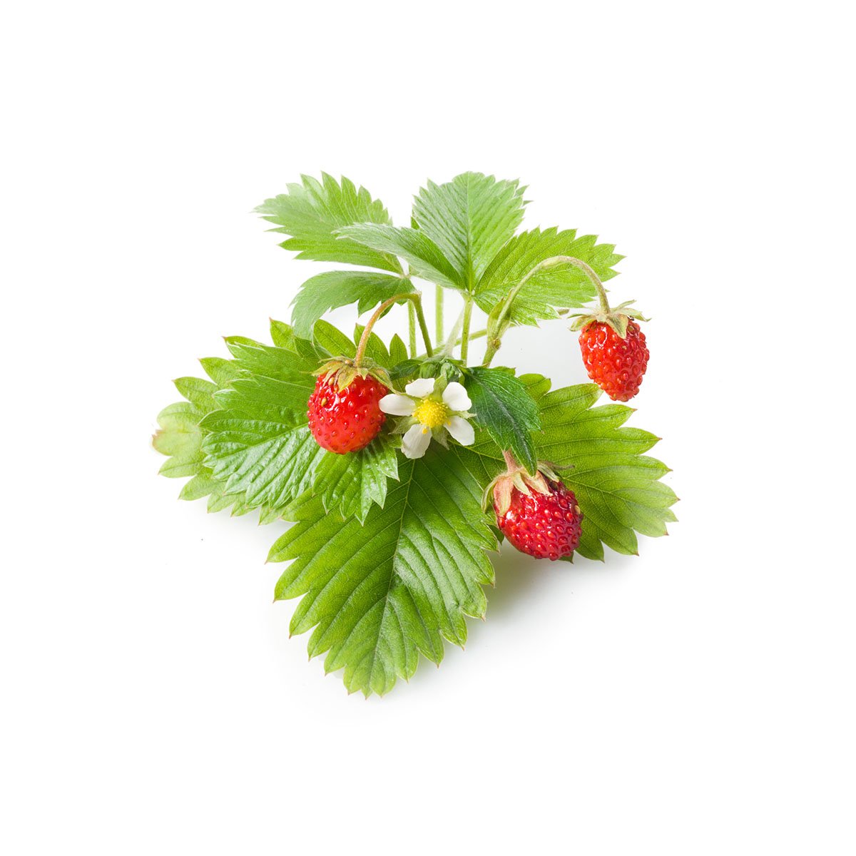 Emsa 3 Cápsulas de fresas silvestres Click & Grow,