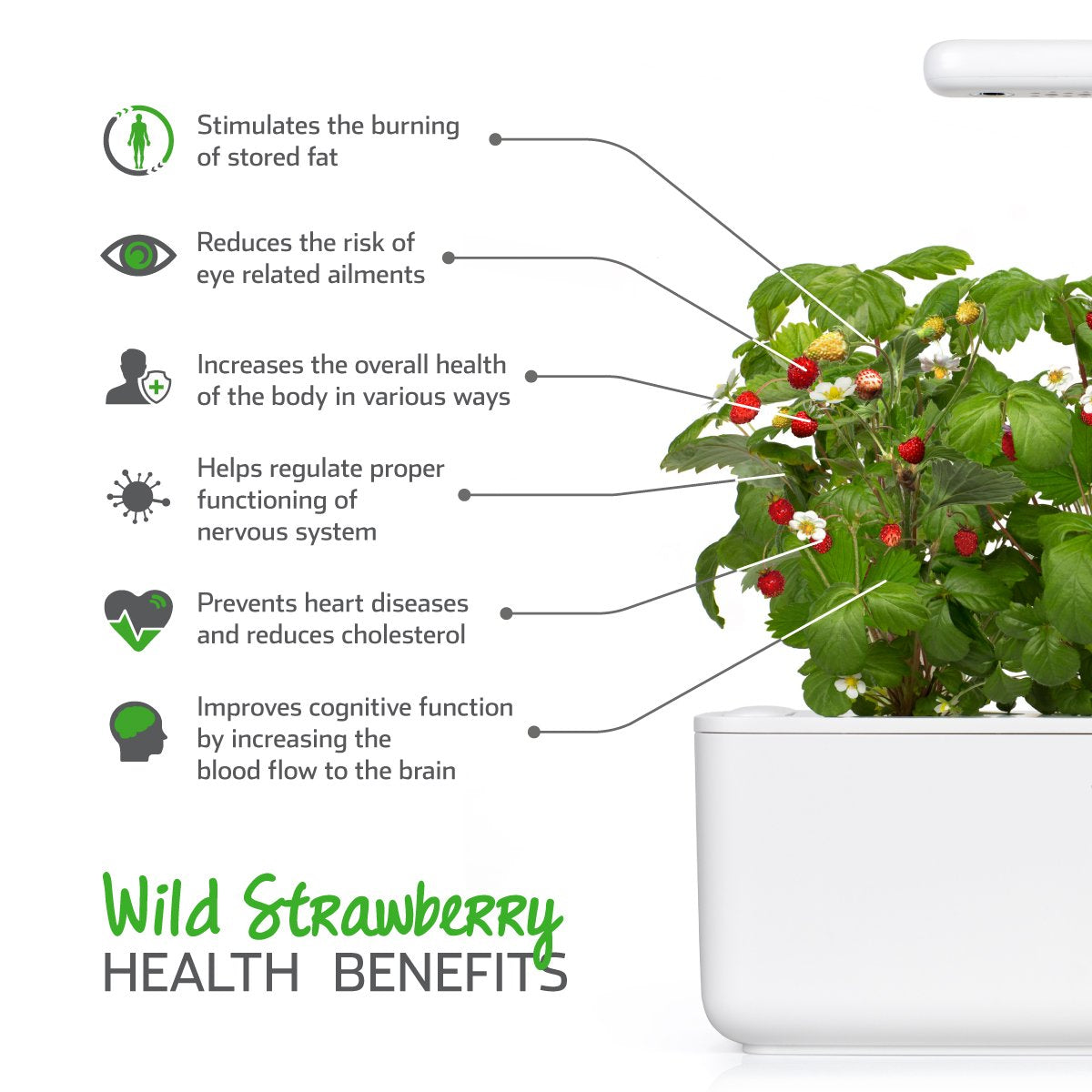 Emsa 3 Cápsulas de fresas silvestres Click & Grow,