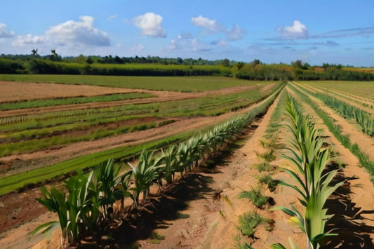 El maíz: un tesoro nutricional para las aves de corral y sus huevos