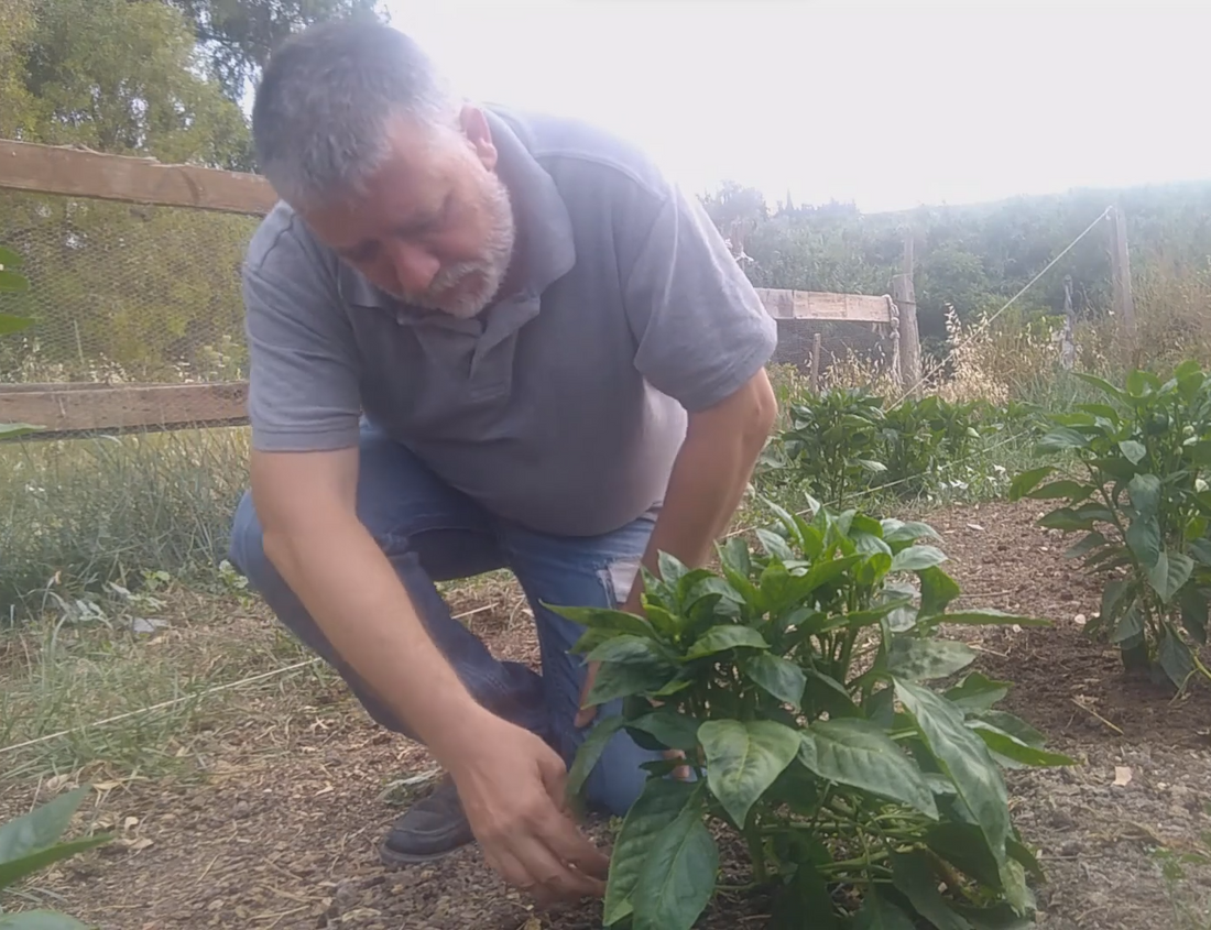 Poda del Pimiento