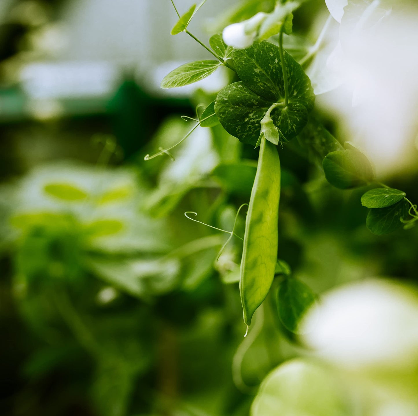 CRICKWOO - Humus de Lombriz para Plantas Puro. Saca Big-Bag 1.666L / 1.000KG. El Mejor Abono Natural