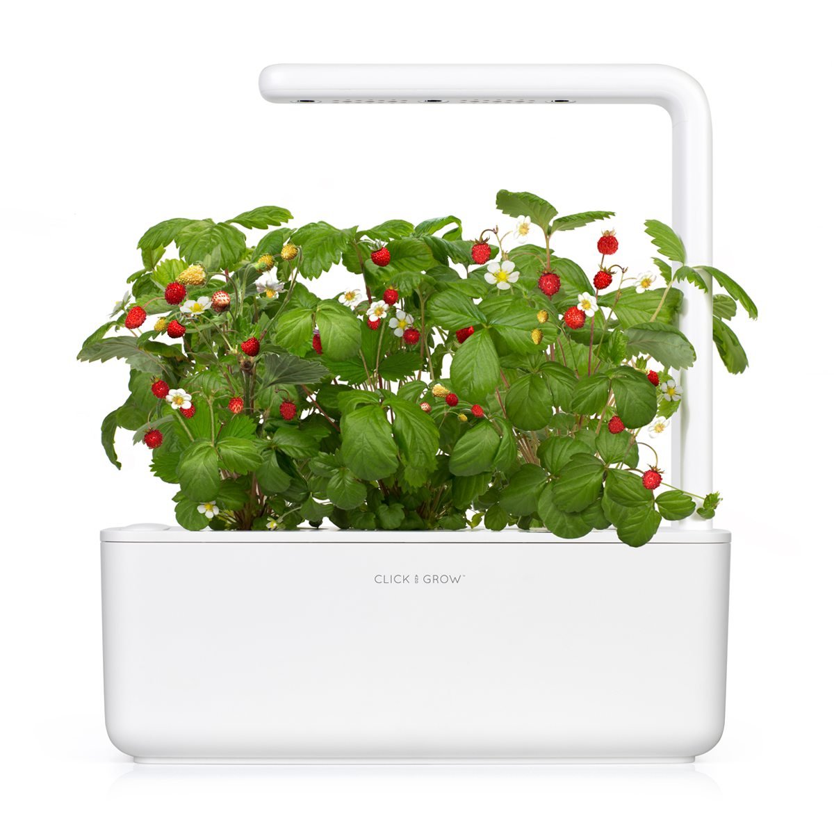 Emsa 3 Cápsulas de fresas silvestres Click & Grow,